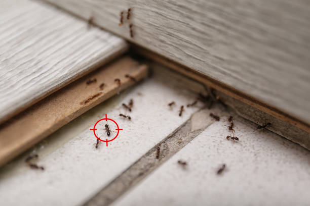 Best Cockroach Control Services  in Pawnee, OK