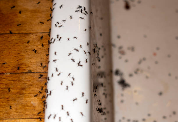 Best Commercial Pest Control Services  in Pawnee, OK
