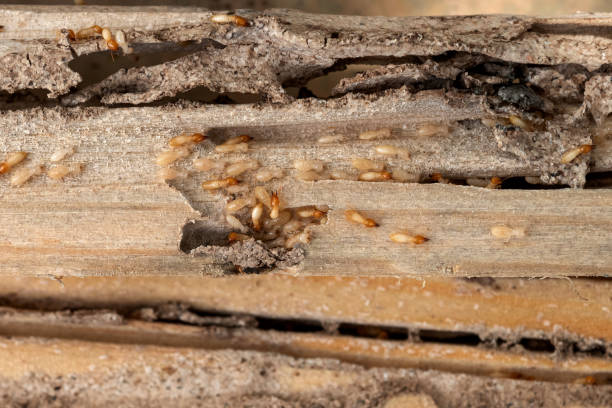 Best Best Pest Control Companies  in Pawnee, OK